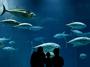 ホテル周辺の施設 葛西臨海水族園